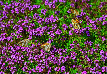kwitnąca macierzanka piaskowa, Thymus serpyllum, motyle na macierzance, tymianek dziki,  przeplatka (Melitaea), closeup with flowers of Thymus, butterflies on Thymus flowers © kateej