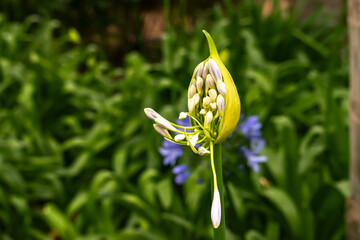 Primer plano  de flor lirio africano en dos colores, capullo, planta herbácea y perennifolia