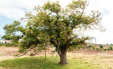 Árbol de castaño de hojas verdes, con frutos verdes en el campo