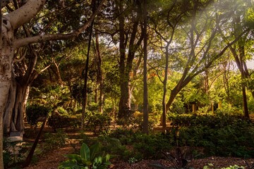Vista naturaleza pequeño bosque en mitad de la cuidad en verano, islas Canarias, Parque García Sanabria, Santa Cruz de Tenerife, España