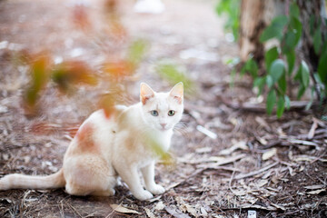 Fototapeta premium cat