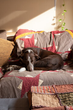 Dog resting on sofa with patchwork cover, vertical photo, daylight