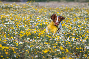 Brittany Spaniel dog running in a flower field with ears flopping covered in yellow pollen in late afternoon