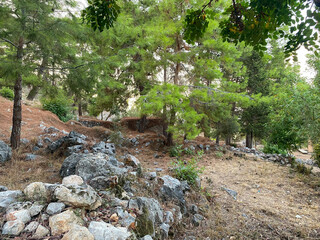 Forest with green trees and stones on the ground in a touristic warm tropical eastern country southern resort