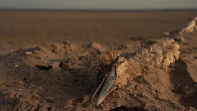A dead northern gannet (Morus bassanus) lying on the beach while with a little fly walking over its beak