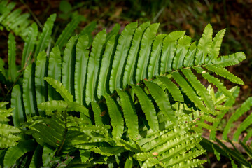 southern chile fern