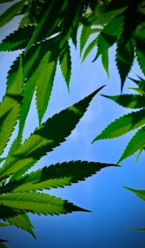 fond d'&eacute;cran cannabis iPhone