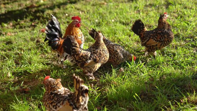A beautiful decorative Booted Bantam chicken in the grass. Rural life. Breeding of rural animals. 