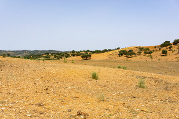 Obraz premium Alentejo wine region - corck wood