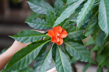 Leuenbergeria bleo, formerly Pereskia bleo, (rose cactus, leaf cactus) is a leafy cactus, native to the shady, moist forests of Central America. Manaus – Amazon, Brazil.
