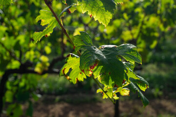 Portugal Castelao Grape