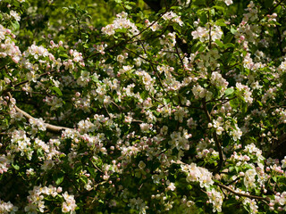 Fototapeta na wymiar Plentiful flowering of fruit tree in the spring