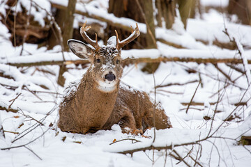 White-tailed deer buck (odocoileus virginianus) covered with snow resting after the rut