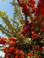 Pyracantha (Firethorn) berry evergreen shrub, closeup
