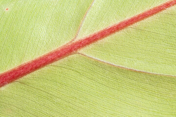 Macro photo of nettle leaf on orange background. Botanical pattern and texture