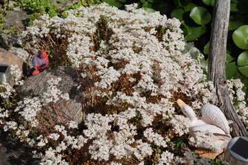 White blooming Sedum album murale in the rock garden, Germany