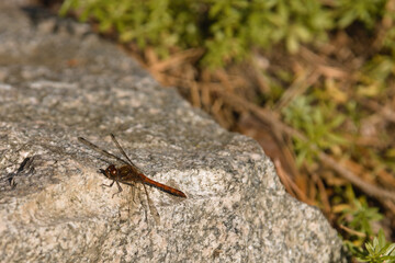 dragonfly on a stone