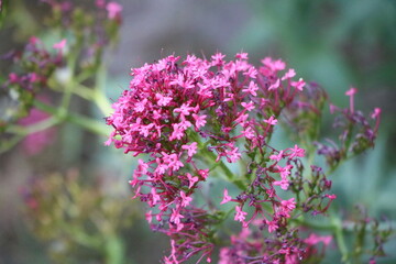 Red spur flower in spring