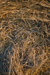 grass background