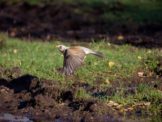 Fieldfare, Turdus pilaris