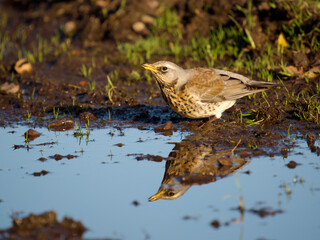 Fieldfare, Turdus pilaris