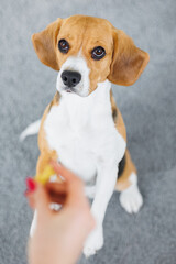 beagle dog training, top view of a thoroughbred dog. the cute pet executes the sit command. dog food and animal clothing. the female hand gives the command to train. love for dogs