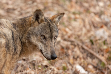 Apennine wolf in italy, Abruzzo