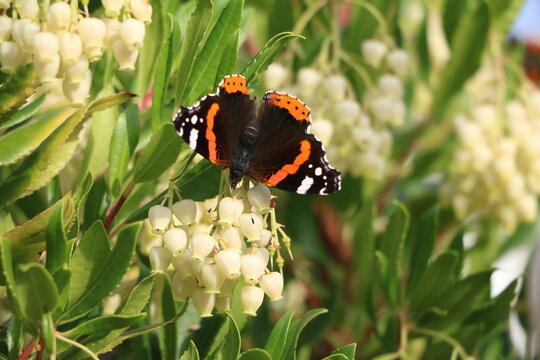 Admiral butterfly pollinating strawberry tree in fall, Germany