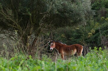 fotografia de un burro pastando en el campo