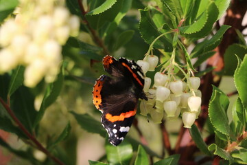 Butterfly Vanessa atalanta pollinating Arbutus unedo in fall, Germany