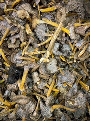 Dried chanterelles in a wooden box