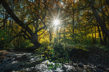 sun rays in the forest