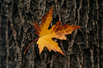 autumn maple leaf