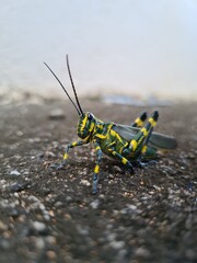 grasshopper on the ground