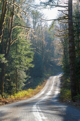 Fototapeta premium Rural road in the Cascade Mountains winding through fir trees as the sun highlights the road in late fall of the Pacific Northwest