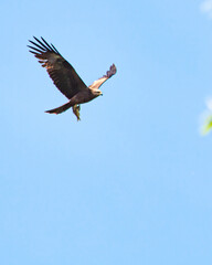 eagle in flight