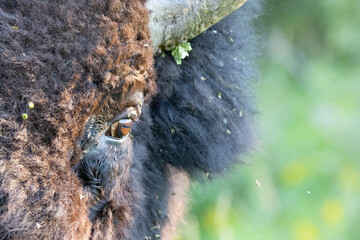 close up bison eye