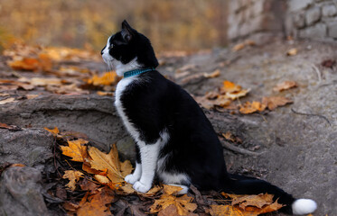 Black and white cat sits in autumn leaves.Autumn background