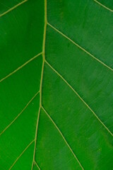 Fototapeta na wymiar Teak leaf - Green teak leaf texture. Green teak leaf background