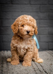 A cute and very fluffy dog with a ribbon around its neck sits on a plaid against a gray brick wall