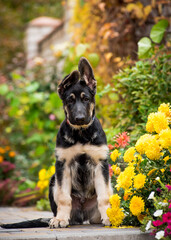 Beautiful big dog sits near a flower bed against the background of bushes