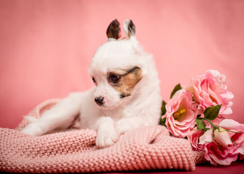 A cute dog with funny ears lies on a pink plaid near the roses