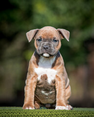 Cute puppy sits on a plaid against the background of greenery