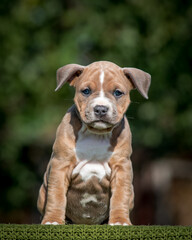 Cute puppy sits on a plaid against the background of greenery