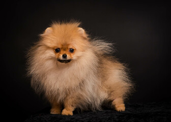 Cute shaggy puppy stands on a dark background. The breed of the dog is the Pomeranian