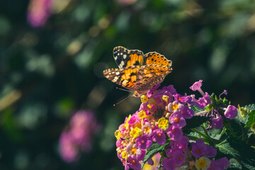 Vanessa thistle butterfly (Cynthia cardui) on colorful lantana flowers on a sunny autumn morning