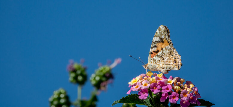 Vanessa thistle butterfly (Cynthia cardui) on colorful lantana flowers on a sunny autumn morning