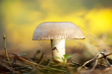 A mushroom over pine forest