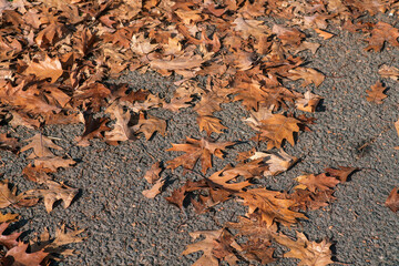 colors of autumn, in the parks the landscape changes the leaves that change color, the autumn season brings these magnificent colors.