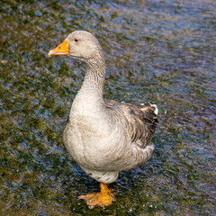 oiseau